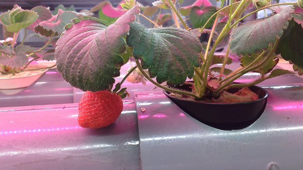 led plant factory growing strawberry 植物工廠 草莓