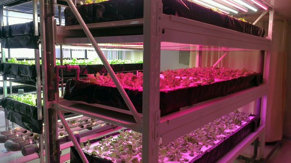 植物工廠  萵苣 可調光通量 LED